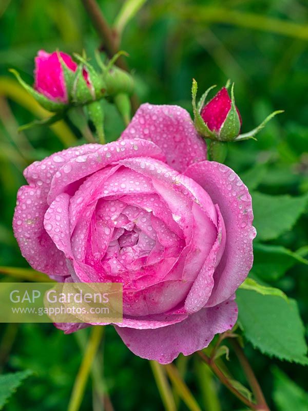 Rosa 'Gruss an Teplitz' - china rose 