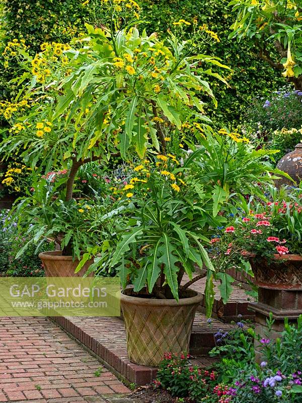 Sonchus canariensis in flower in a pot, pair eithers side of steps