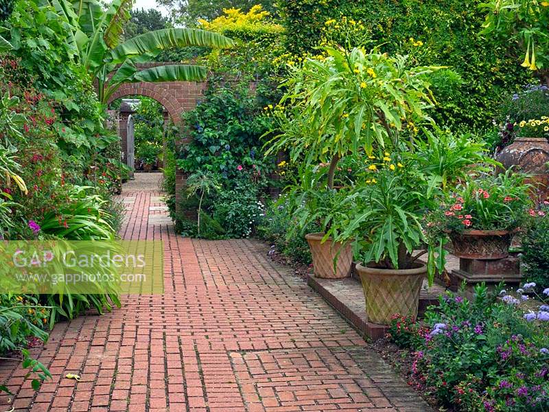 View down brick paved path with pair of containers with Sonchus canariensis and other containers plantings in a display
