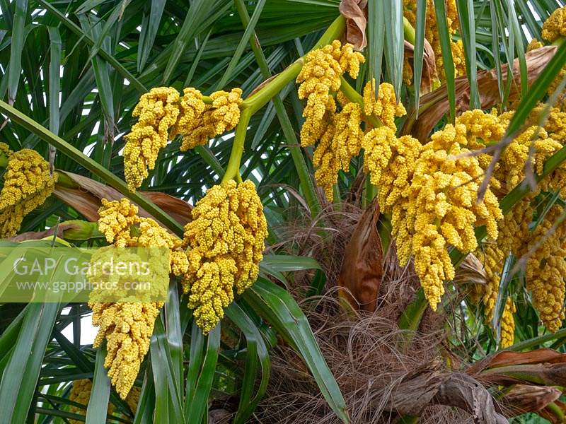 Trachycarpus fortunei - Chusan Palm - flowers 