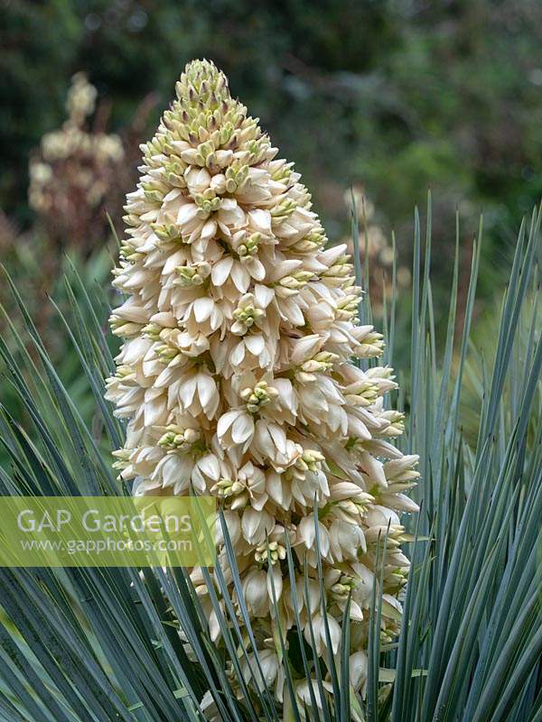 Yucca gloriosa in the dry garden at East Ruston Old Vicarage - June
