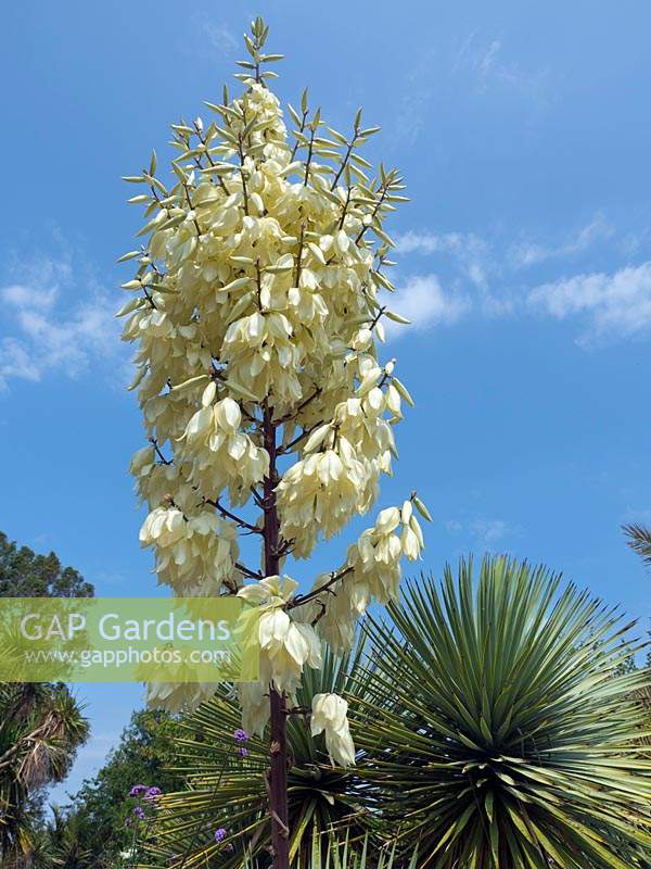 Yucca gloriosa - June