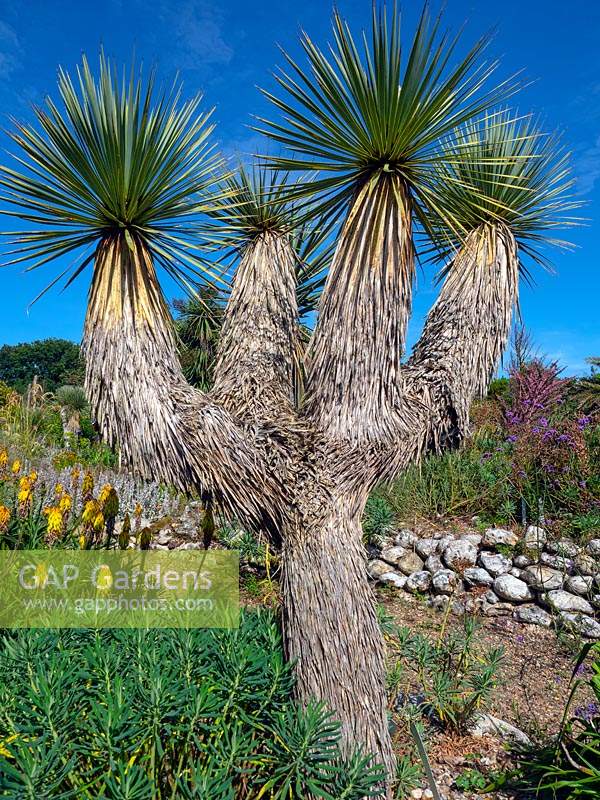 Yucca rostrata - Beaked yucca - March