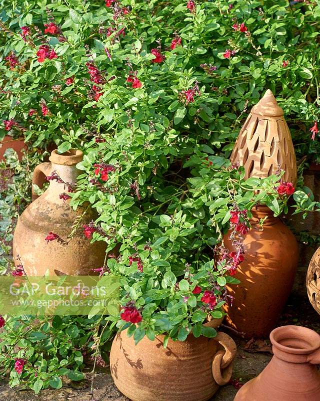 Salvia 'Silas Dyson' with empty terracotta water jugs, urns and ornaments