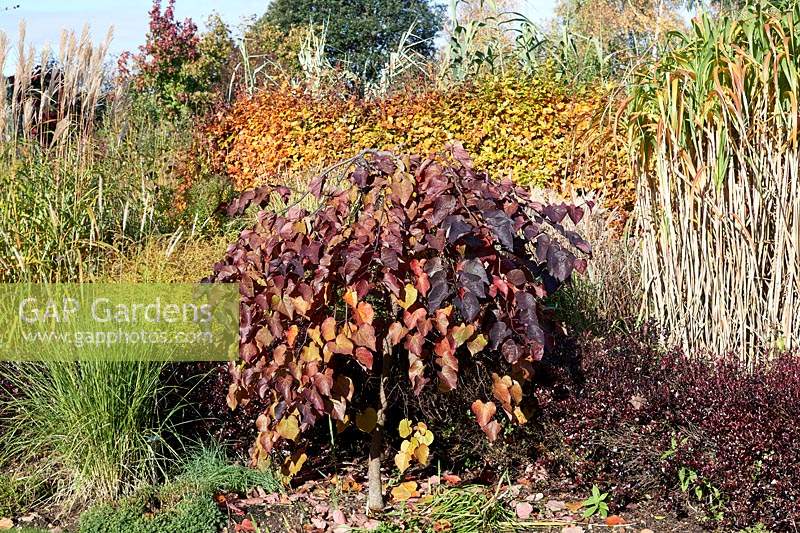 Cercis canadensis 'Ruby Falls' in a border with ornamental grasses