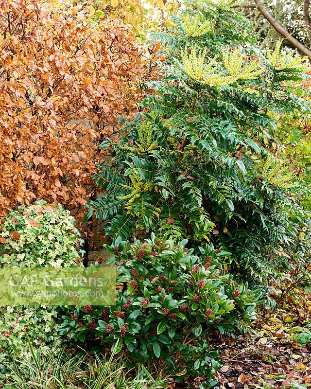 Mahonia x media 'Winter Sun', Skimmia japonica 'Rubella' and Hedera - Ivy - against the copper foliage of a Fagus - Beech - hedge