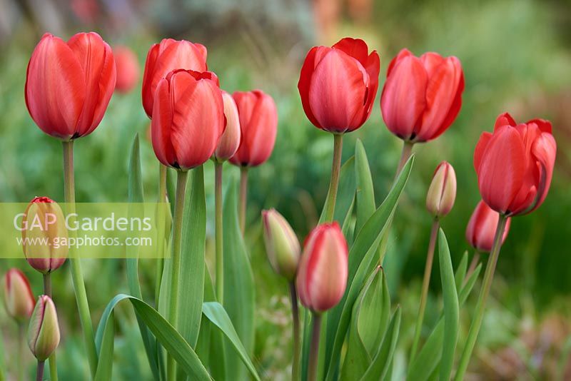 Tulipa 'Red Impression' - Tulip