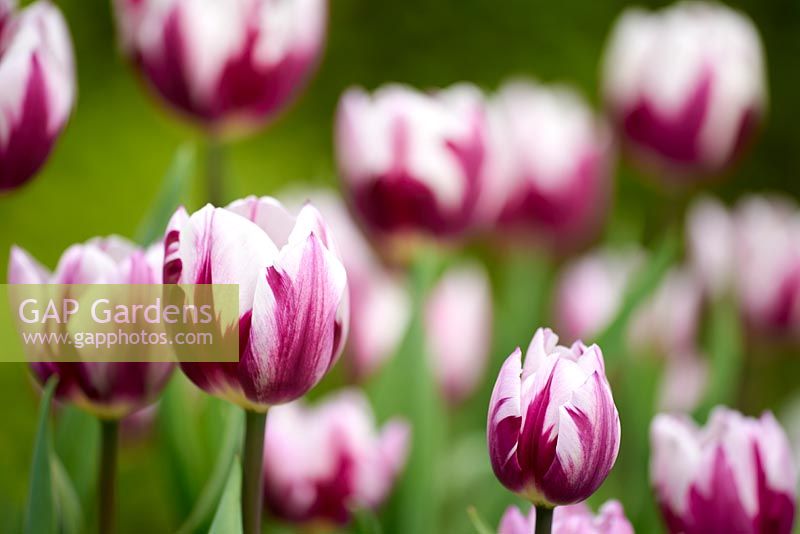 Tulipa 'Rem's Favourite' - Tulip