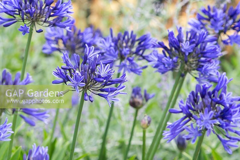 Agapanthus 'Jack's Blue' - African Lily 