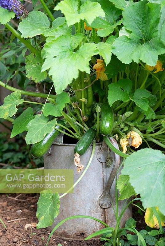 Cucurbita pepo - Climbing Courgette 'Black Forest' - in an old watering can