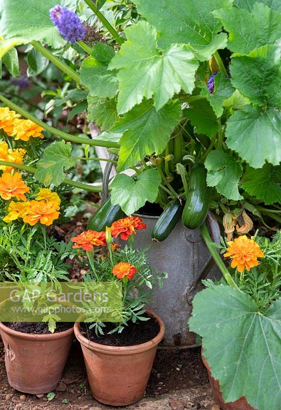 Cucurbita pepo - Climbing Courgette 'Black forest' in an old watering can surrounded by marigolds