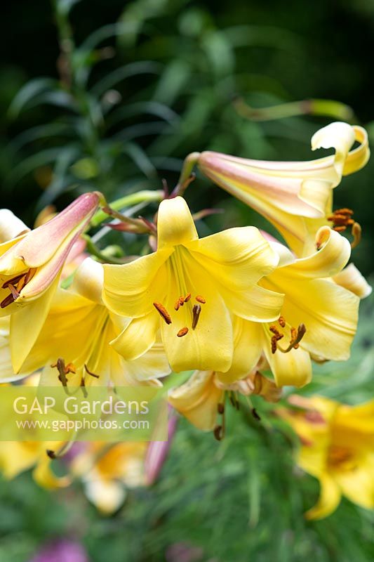 Lilium 'Golden splendour' - Trumpet Lily 'Golden splendour'