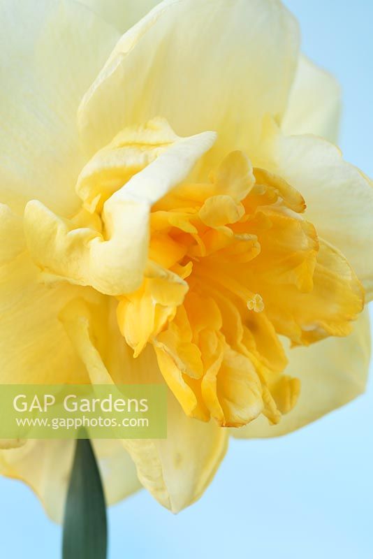 Narcissus 'Orange Juice' - Daffodil, Div.4 