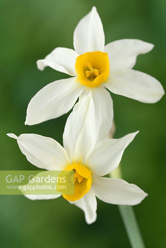Narcissus  'Canaliculatus'  Daffodil  Div.  8  Tazetta  