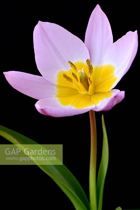 Tulipa saxatilis 'Bakeri Group'  'Lilac Wonder'  AGM  Tulip  Syn.  Candia tulip 