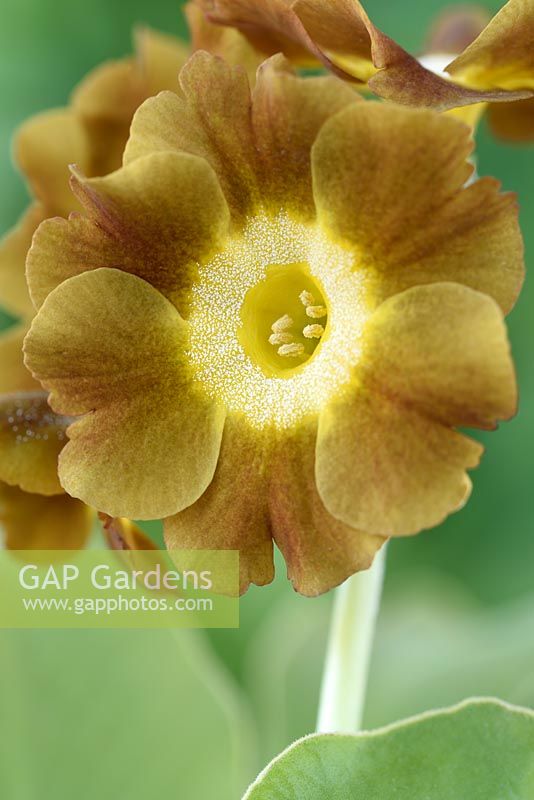 Primula auricula  One colour from mixed  