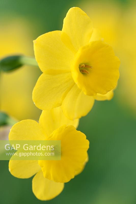 Narcissus 'Kidling' - Daffodil  Div.7  Jonquilla  