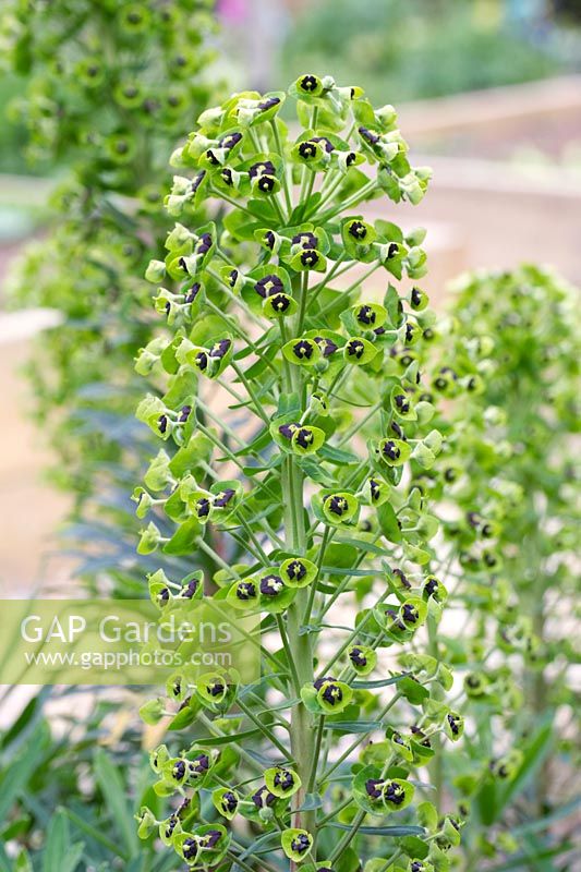 Euphorbia characias 'Black Pearl' - Spurge 'Black Pearl'