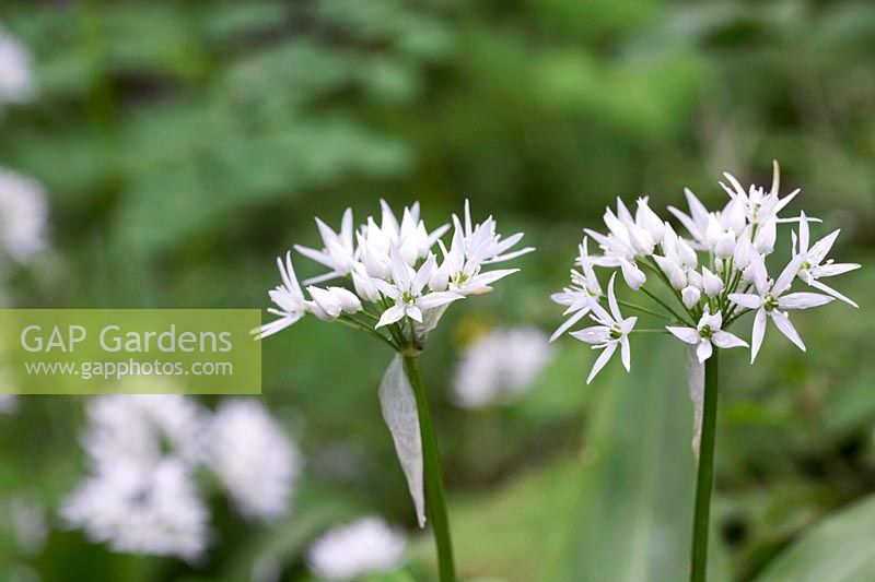 Allium ursinum - wild garlic - ramsoms
