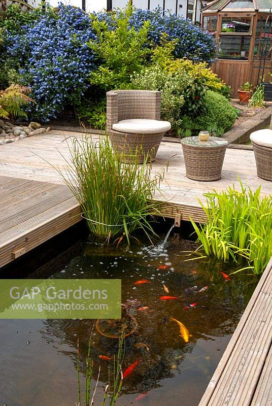 Wooden decking around small pool with marginal plants and goldfish. Rattan chairs and table positioned in front of shrub border with Ceonothus in bloom - Open Gardens Day, Nacton, Suffolk
