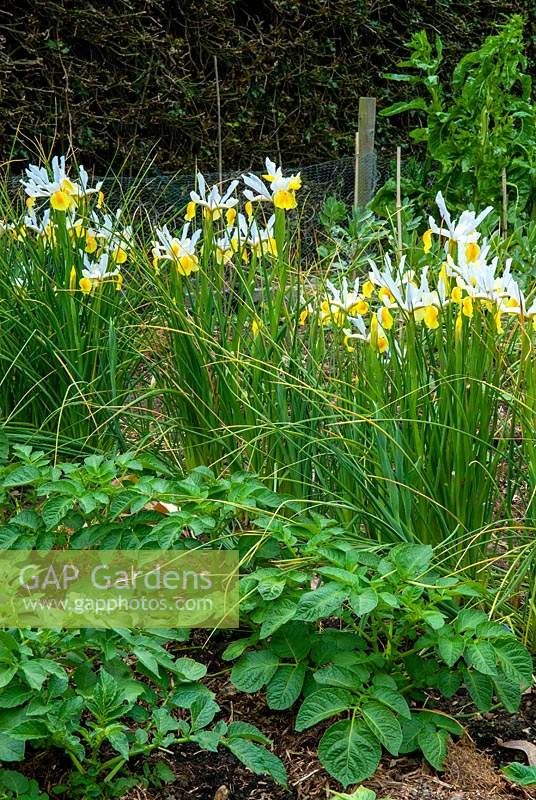 Row of Oriental Irises - Iris orientalis - across vegetable garden with Potatoes in foreground - Open Gardens Day, Nacton, Suffolk