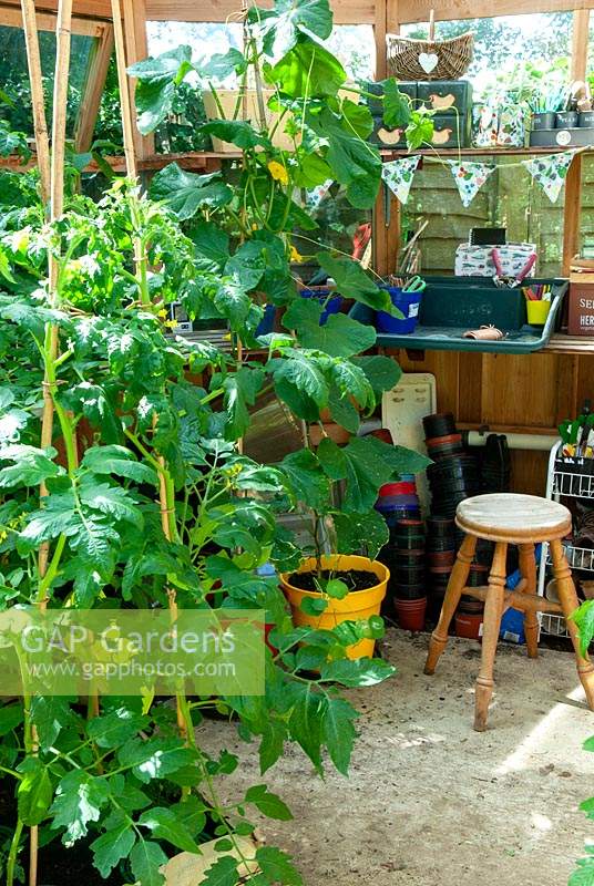 Tomato and Cucumber plants in greenhouse with workbench and stool beyond - Open Gardens Day, Easton, Suffolk