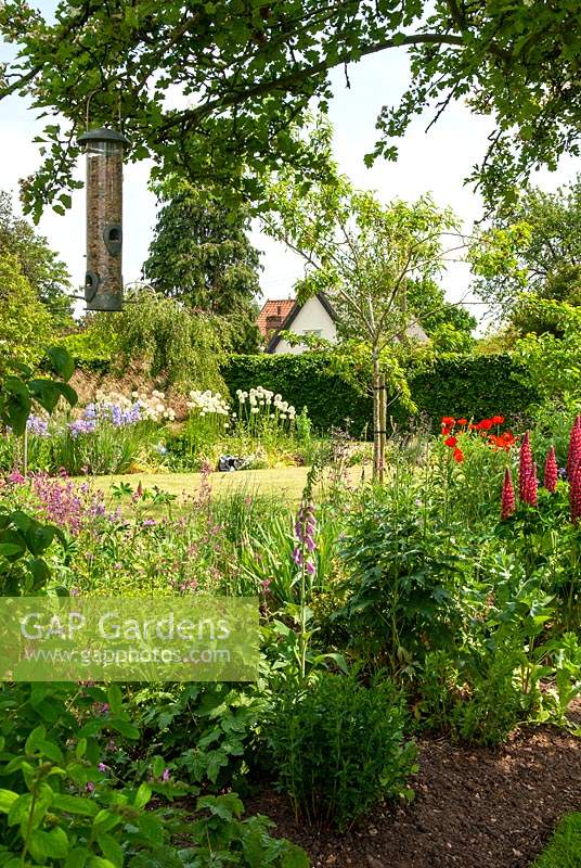 View across borders of Irises, Alliums, Foxgloves, Lupins, Campions, Delphiniums and Poppies with bird feeder suspended from tree - Open Gardens Day, Palgrave, Suffolk