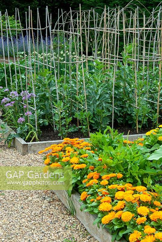 Raised beds of Broad Beans with Alliums and Dahlias with Pot Marigolds