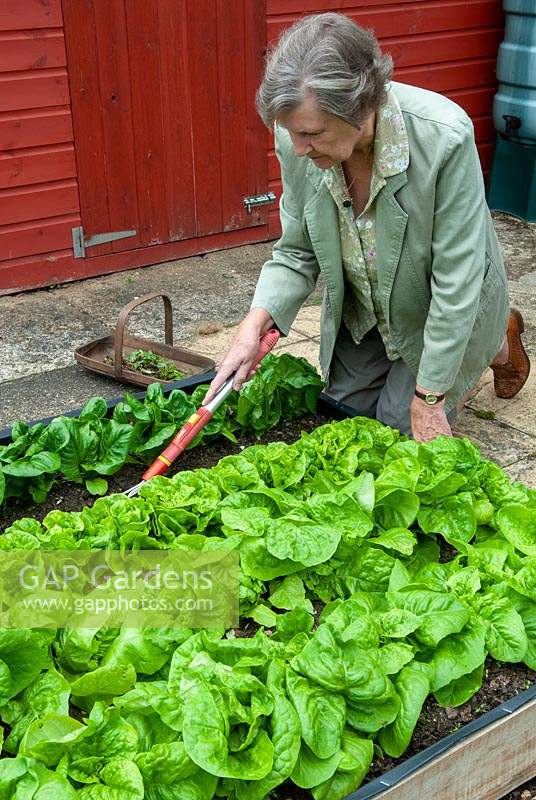 Woman weeding raised bed of Lettuces - left to right 'Little Gem', 'Tom Thumb' and 'All the Year Round'