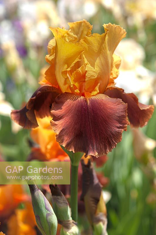 Tall Bearded Iris 'Torero' 