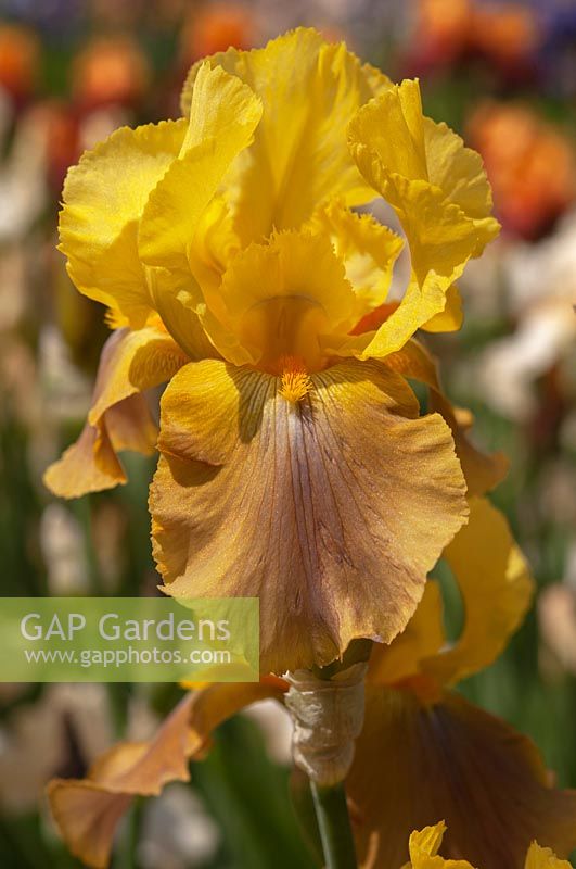 Tall Bearded Iris 'Timely Way' 
