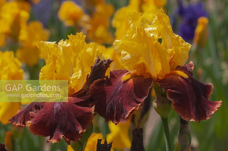 Tall Bearded Iris 'Fiesta Time' 