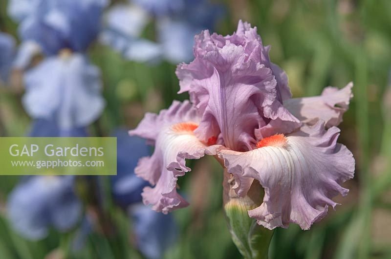 Tall Bearded Iris 'Albachiara' 