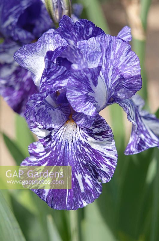 Tall bearded Iris 'Batik' 