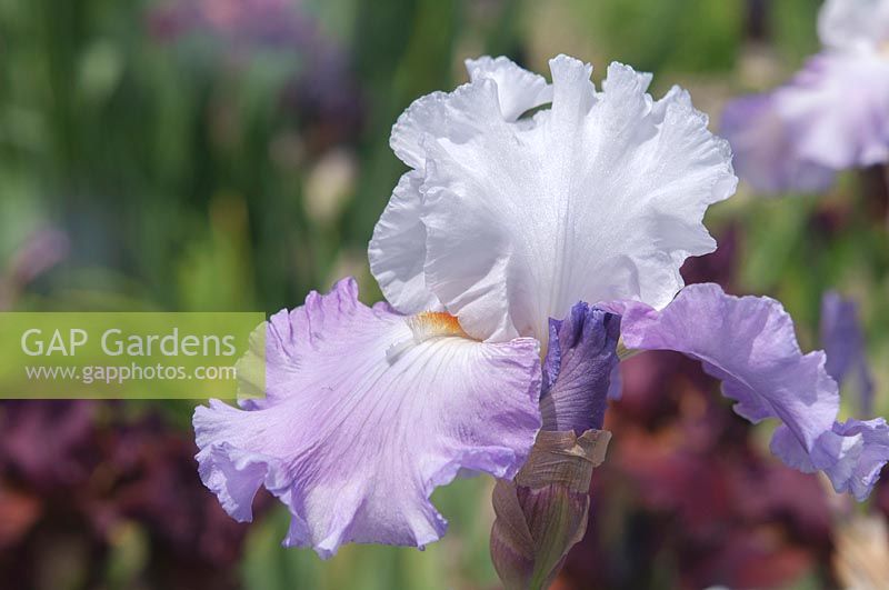 Tall bearded Iris 'Polska Jesien' 