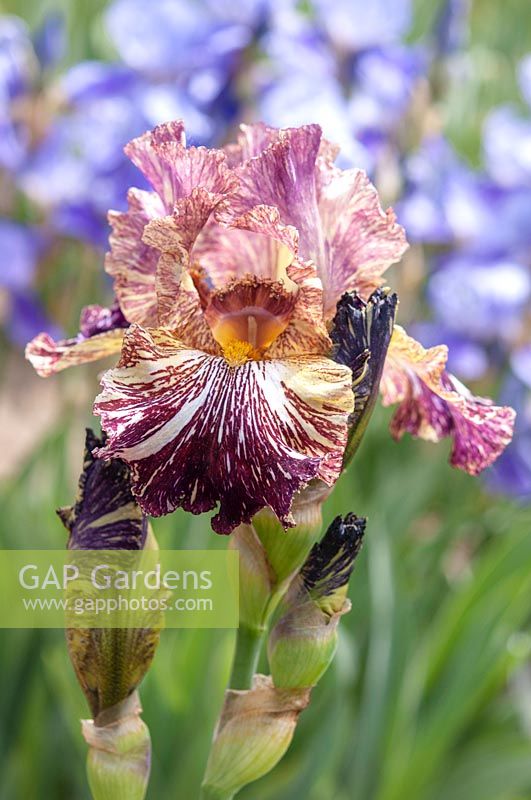 Tall bearded Iris 'Bewilderbeast' 