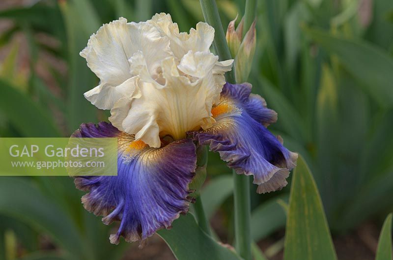 Tall bearded Iris 'Style Traveller' 