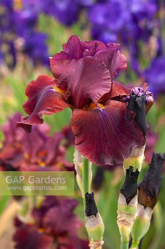Tall bearded Iris 'Velvet Flame' 