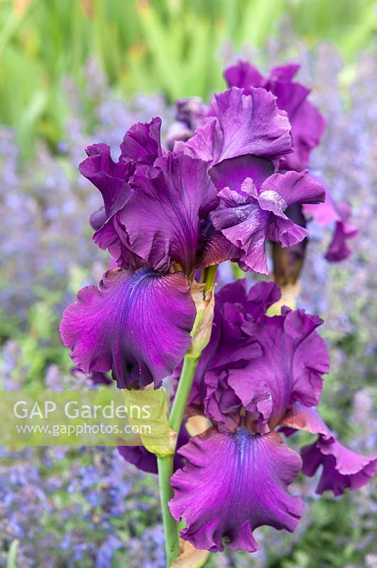 Tall bearded Iris 'Sultry Mood'