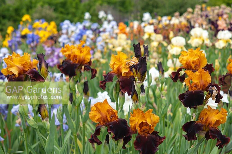 Tall bearded Iris 'Supreme Sultan'