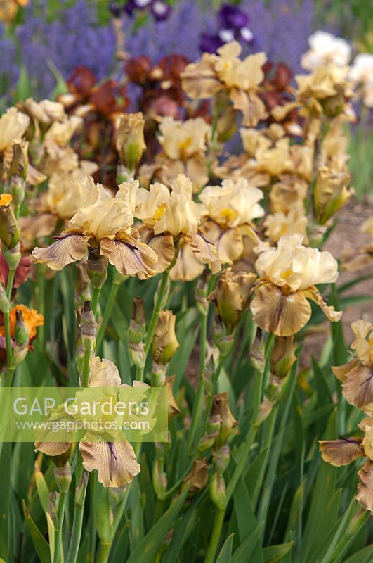 Tall bearded Iris 'Thornbird' in flower bed en-masse, 