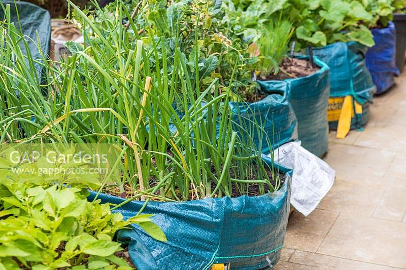Vegetables grown in Builders' bags with top soil 