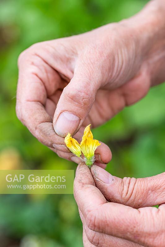 Carefully removing petals from male Cucumis melo - Melon - flower