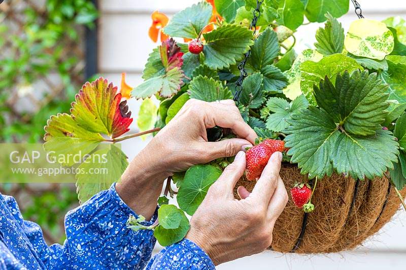 Woman harvesting ripe strawberries from hanging basket