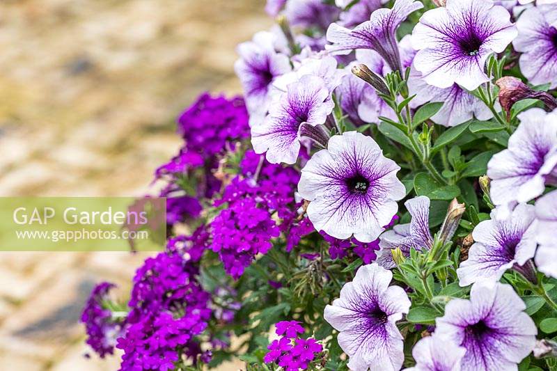 Purple Petunia and Verbena 