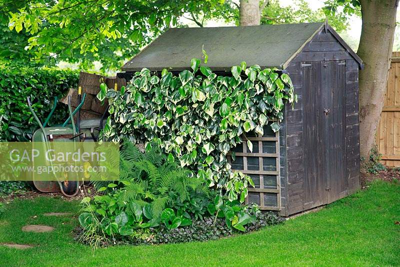 Ivy clad garden shed 