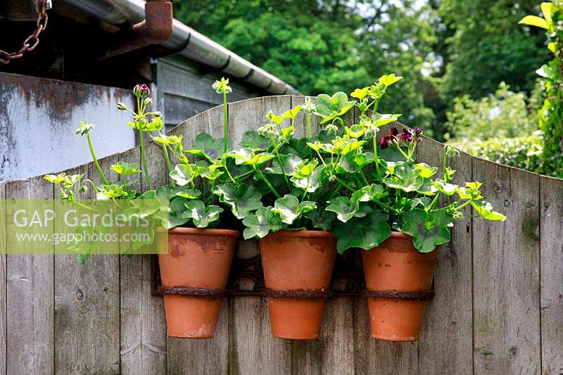 Geraniums planted in pots on a fence 