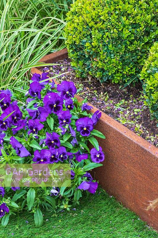 Purple Viola  planted to soften edge between corten steel planter and lawn