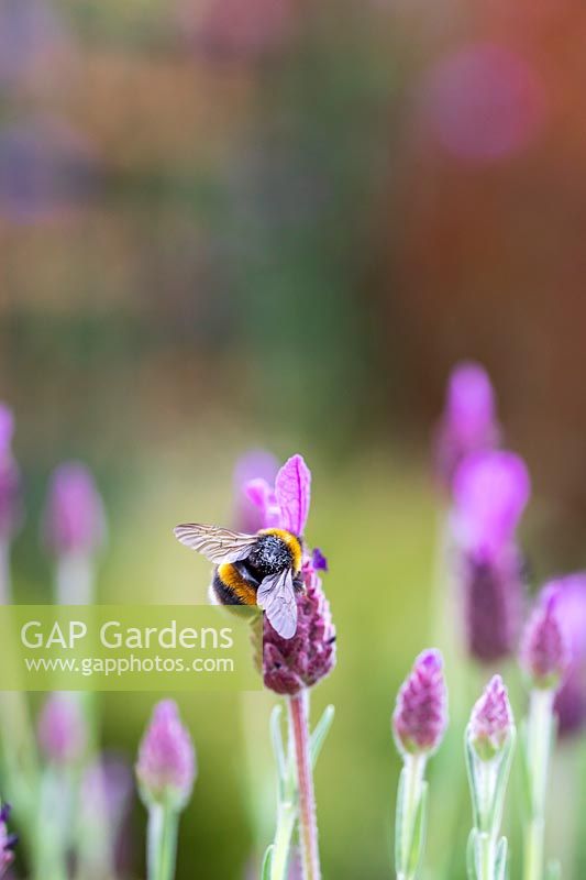 Bombus - Bumblebee on Lavandula - French Lavender 