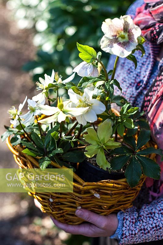 Woman holding willow basket with helleborus - February